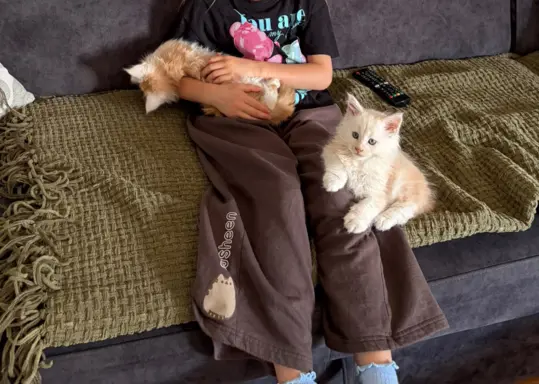 Maine coon- wyjątkowe kocurki szukają domu. 5