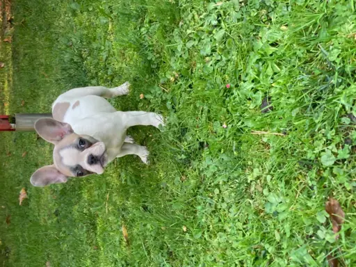 Prześliczne buldogi francuskie 4