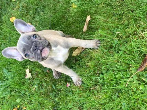 Prześliczne buldogi francuskie 5