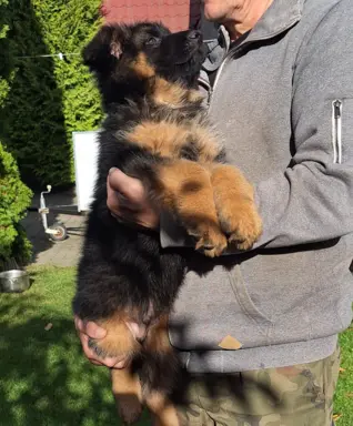 OWCZAREK NIEMIECKI DLUGOWLOSY 5