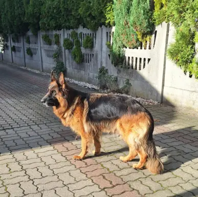 OWCZAREK NIEMIECKI DLUGOWLOSY 7