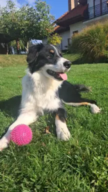 Border Collie - piesek BAGI - z hodowli NEGRESSE 4