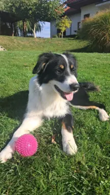 Border Collie - piesek BAGI - z hodowli NEGRESSE 2