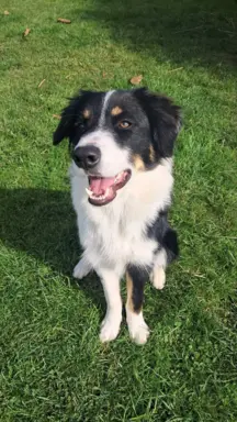 Border Collie - piesek BAGI - z hodowli NEGRESSE 3