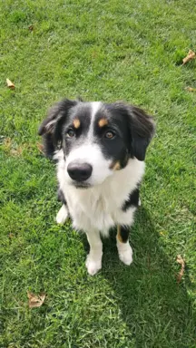 Border Collie - piesek BAGI - z hodowli NEGRESSE 5