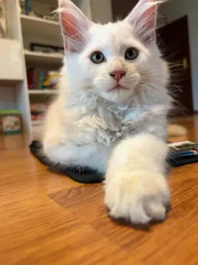 Rezerwacja/Maine coon- wyjątkowe kocurki szukają domu. 3