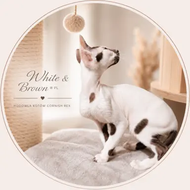 Cornish Rex  kocurek arlekin  gotowy do odbioru rodowód 1