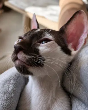 Cornish Rex  kocurek arlekin  gotowy do odbioru rodowód 2