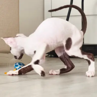 Cornish Rex  kocurek arlekin  gotowy do odbioru rodowód 4