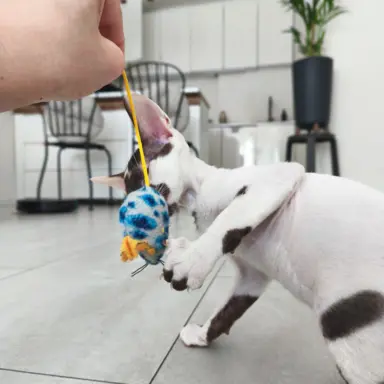 Cornish Rex  kocurek arlekin  gotowy do odbioru rodowód 5
