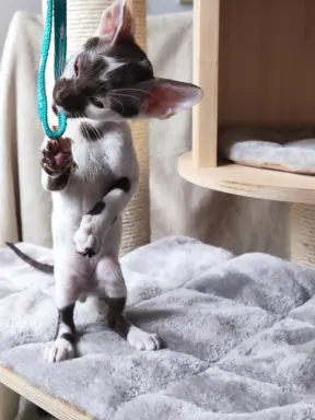 Cornish Rex  kocurek arlekin  gotowy do odbioru rodowód 6
