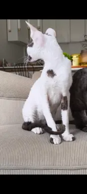 Cornish Rex  kocurek arlekin  gotowy do odbioru rodowód 7