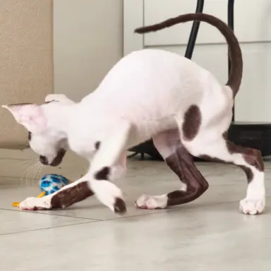 Cornish Rex  kocurek arlekin  gotowy do odbioru rodowód 8