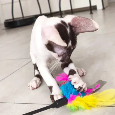 Cornish Rex  kocurek arlekin  gotowy do odbioru rodowód 9