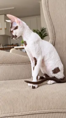 Cornish Rex  kocurek arlekin  gotowy do odbioru rodowód 10