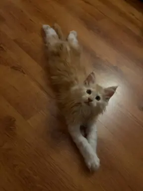 Rezerwacja/Maine coon- wyjątkowe kocurki szukają domu. 4
