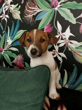 Wzorcowy Jack Russell piękna budowa rodzice FCI 1