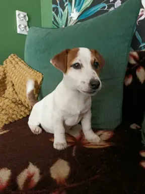 Wzorcowy Jack Russell piękna budowa rodzice FCI 2