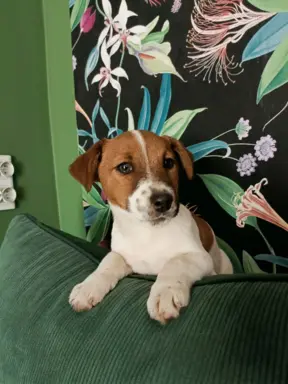 Wzorcowy Jack Russell piękna budowa rodzice FCI 3