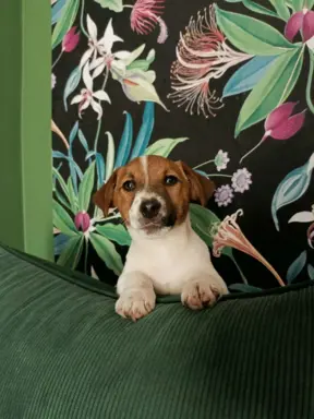 Wzorcowy Jack Russell piękna budowa rodzice FCI 4