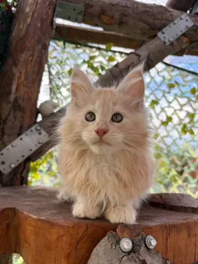 Rezerwacja/Maine coon- wyjątkowe kocurki szukają domu. 5