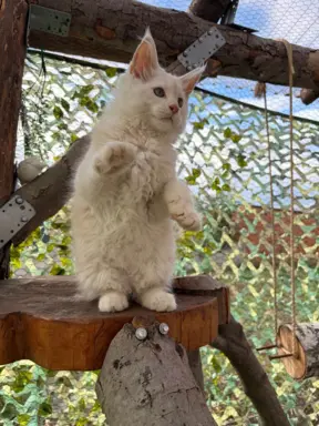 Rezerwacja/Maine coon- wyjątkowe kocurki szukają domu. 7