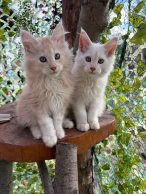 Rezerwacja/Maine coon- wyjątkowe kocurki szukają domu. 8