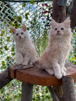 Rezerwacja/Maine coon- wyjątkowe kocurki szukają domu. 9