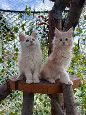 Rezerwacja/Maine coon- wyjątkowe kocurki szukają domu. 10