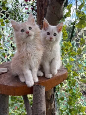 Rezerwacja/Maine coon- wyjątkowe kocurki szukają domu. 11