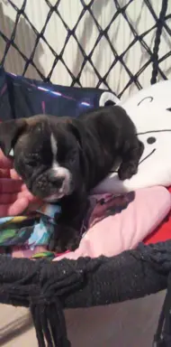 Buldog Francuski piękne szczenięta! 3