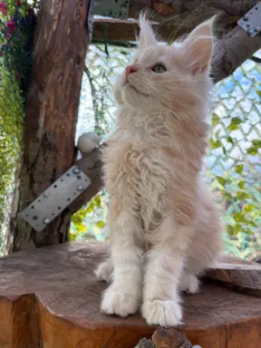 Rezerwacja/Maine coon- wyjątkowe kocurki szukają domu. 12