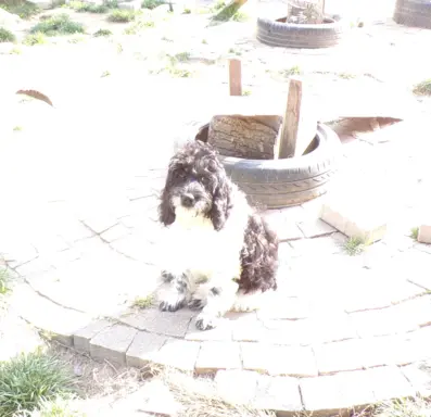 Cockapoo biało/ czarne i Blue Roan, 5 miesięcy, 1