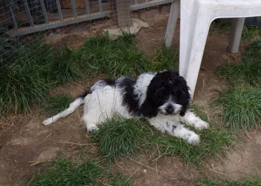 Cockapoo biało/ czarne i Blue Roan, 5 miesięcy, 2