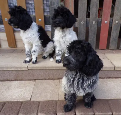 Cockapoo biało/ czarne i Blue Roan, 5 miesięcy, 3