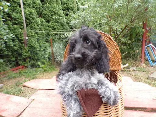 Cockapoo biało/ czarne i Blue Roan, 5 miesięcy, 4