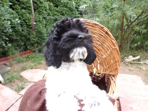 Cockapoo biało/ czarne i Blue Roan, 5 miesięcy, 5
