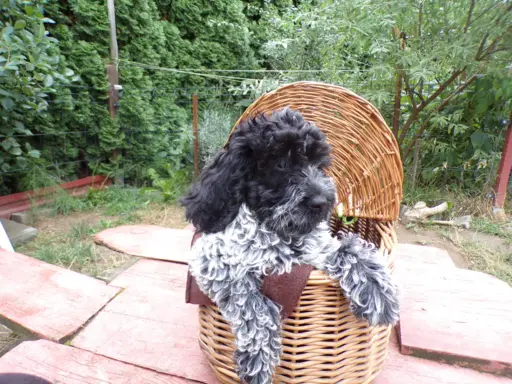 Cockapoo biało/ czarne i Blue Roan, 5 miesięcy, 6