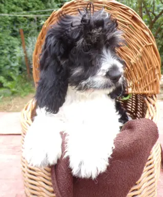 Cockapoo biało/ czarne i Blue Roan, 5 miesięcy, 7