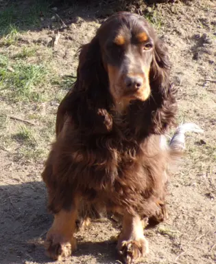Cockapoo biało/ czarne i Blue Roan, 5 miesięcy, 8