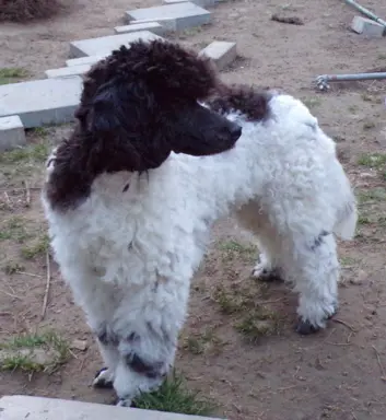 Cockapoo biało/ czarne i Blue Roan, 5 miesięcy, 9