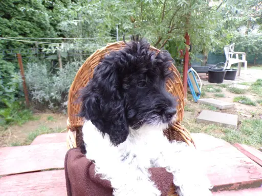 Cockapoo biało/ czarne i Blue Roan, 5 miesięcy, 10