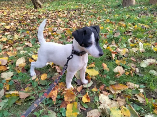 Parson Russell Terrier – piesek i suczka szukają nowych domó 3