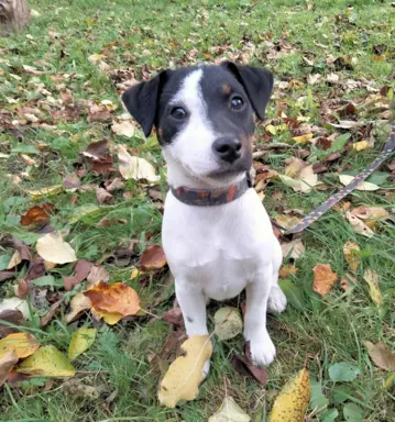Parson Russell Terrier piesek i suczka szukają nowych domó 2