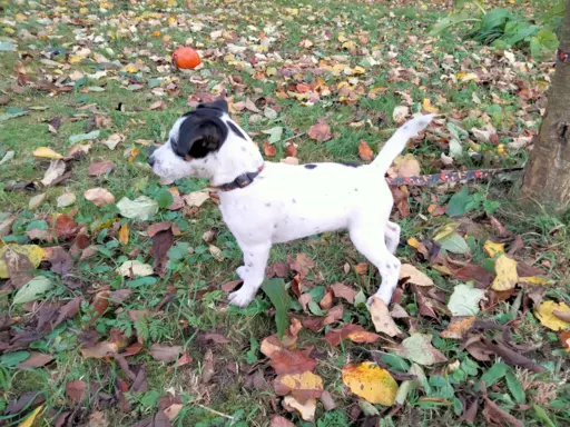 Parson Russell Terrier piesek i suczka szukają nowych domó 3