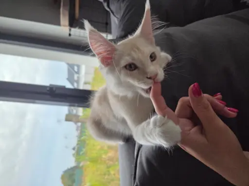 maine coon-cudowne kocurki gotowe na nowy dom 5