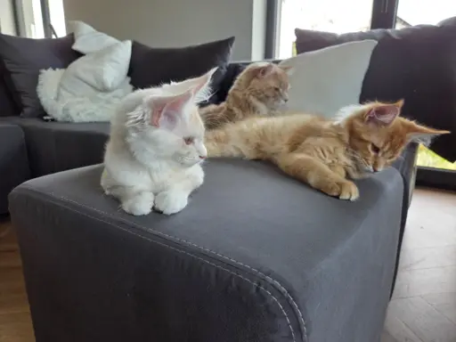 maine coon-cudowne kocurki gotowe na nowy dom 7