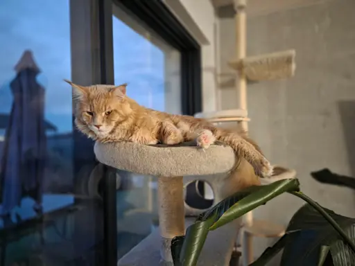 maine coon-cudowne kocurki gotowe na nowy dom 11