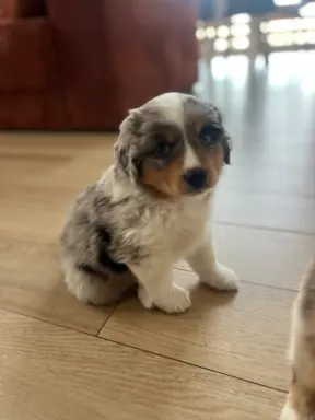 Miniaturowe 3