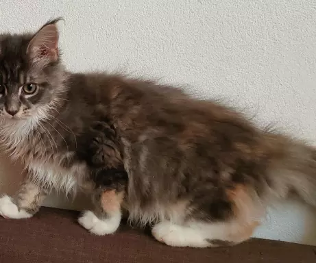 Niebieska Szylkretka Maine Coon, rodowód fpl FIFA 5